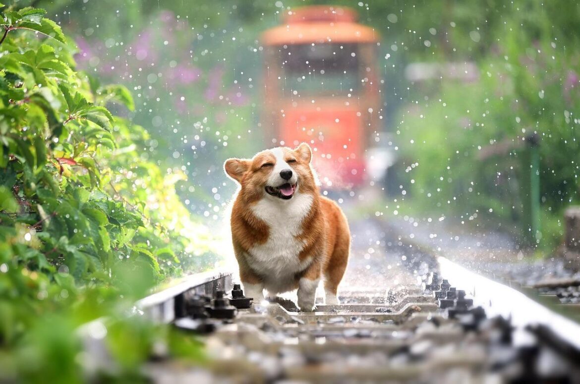 This image shows a dog is running