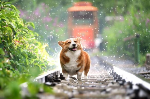 A Dog This image shows a dog is running
