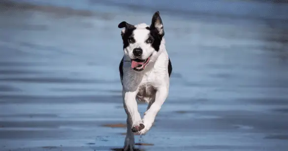 A running dog