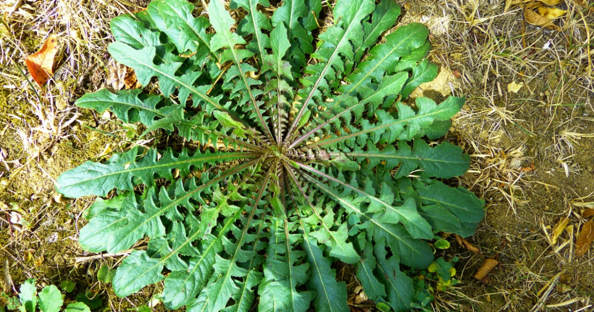 This image shows a Dandelion Greens
