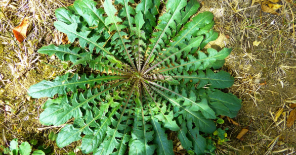 This image shows a Dandelion Greens