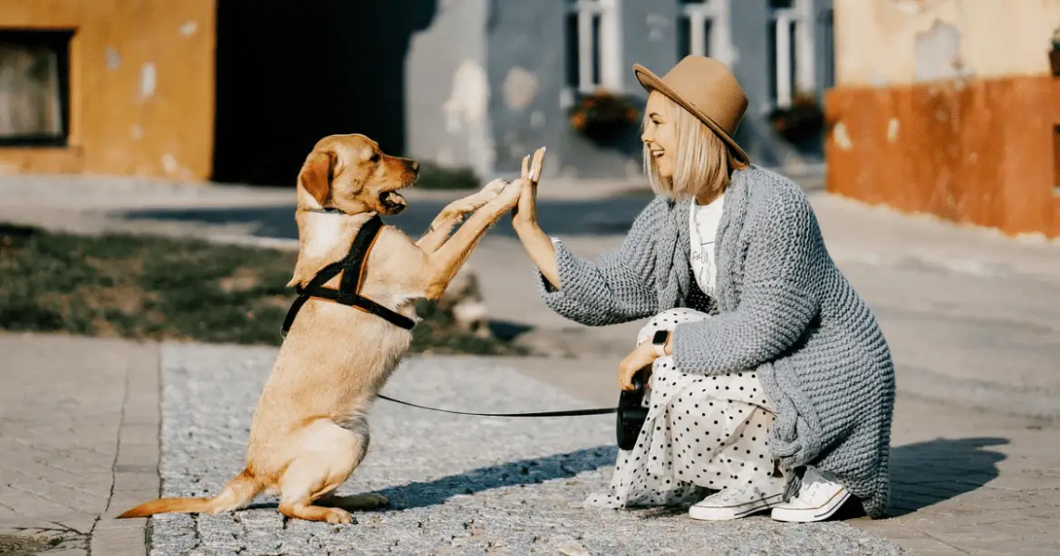 Dog Daycare A lady playing with a dog