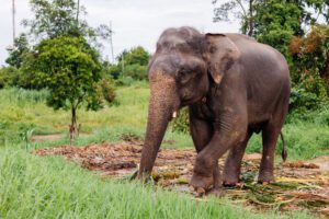 Top 5 ethical elephant sanctuaries in sri lanka