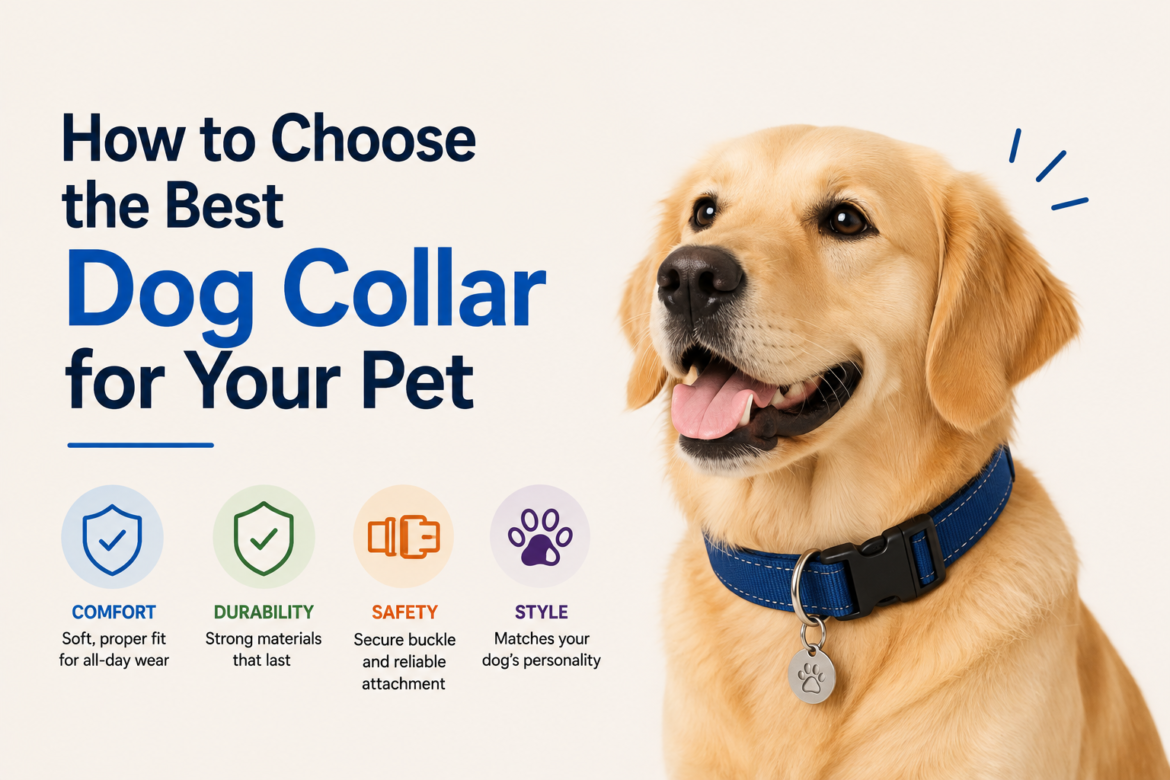 Best Dog Collar for Your Pet